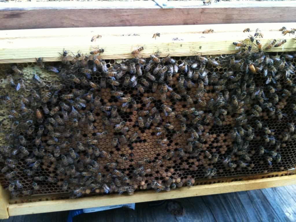 Two queens in one hive and using to requeen another Beesource