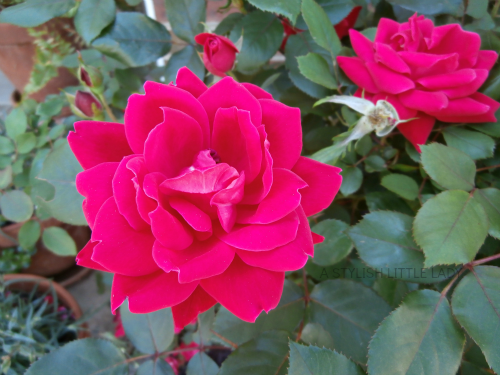 photo F1_zpsbe370960.png