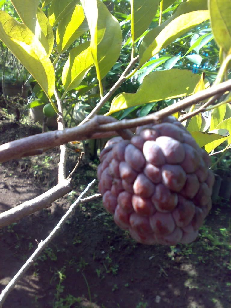 kebon kuring jual bibit buah berkualitas tabulot kebon kuring jual bibit buah berkualitas tabulot