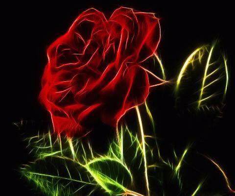 rose flower Pictures, Images and Photos