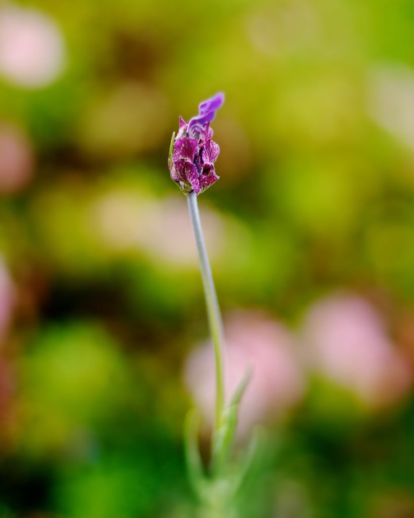 IMAGE: http://i1234.photobucket.com/albums/ff410/colmrogan/IMG_0642.jpg