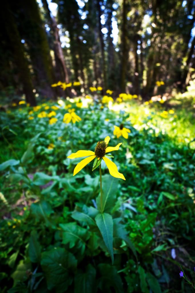 IMAGE: http://i1234.photobucket.com/albums/ff410/colmrogan/IMG_8566.jpg