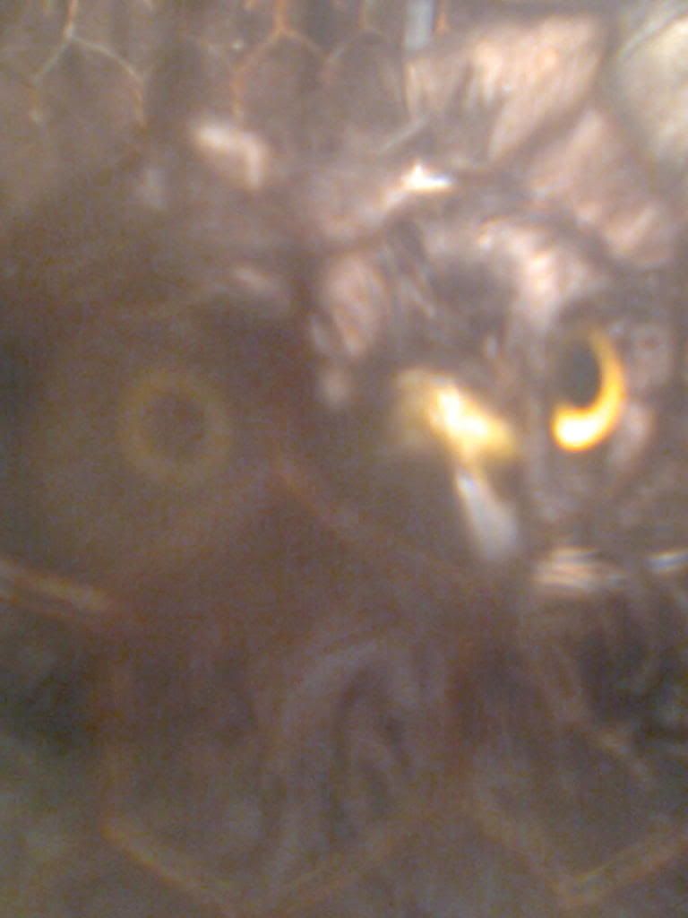 chim cắt (chim ó) đây bà con vào xem nha !