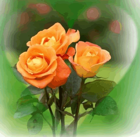 roses with green background photo rosasnaranjas_zps215c3ac6.gif
