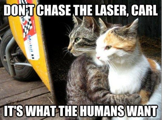 best-of-restraining-cat-meme-funny-photos1_zpsffd95ec3.jpg