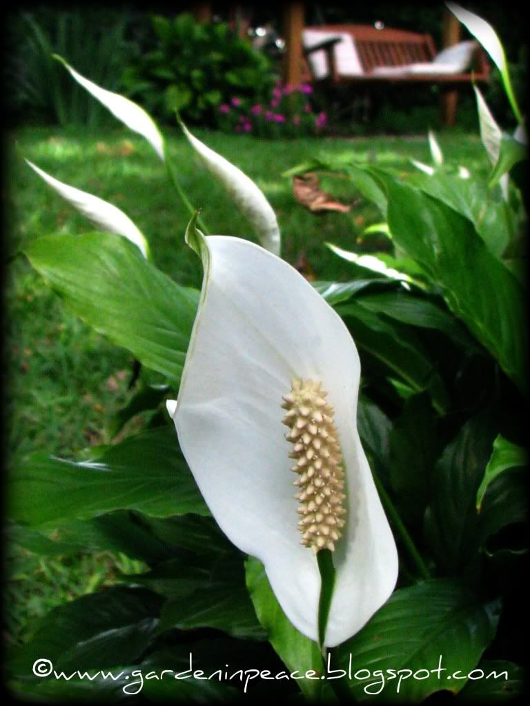 Peace Lilies