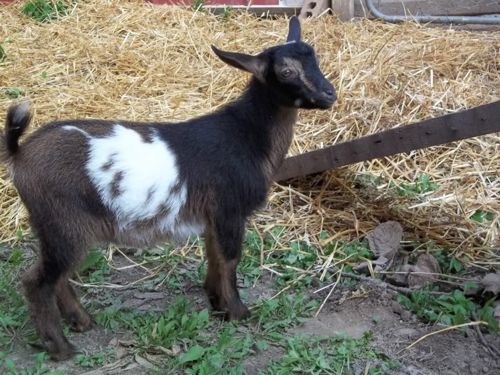 Finally pics of our first babies! - Goats