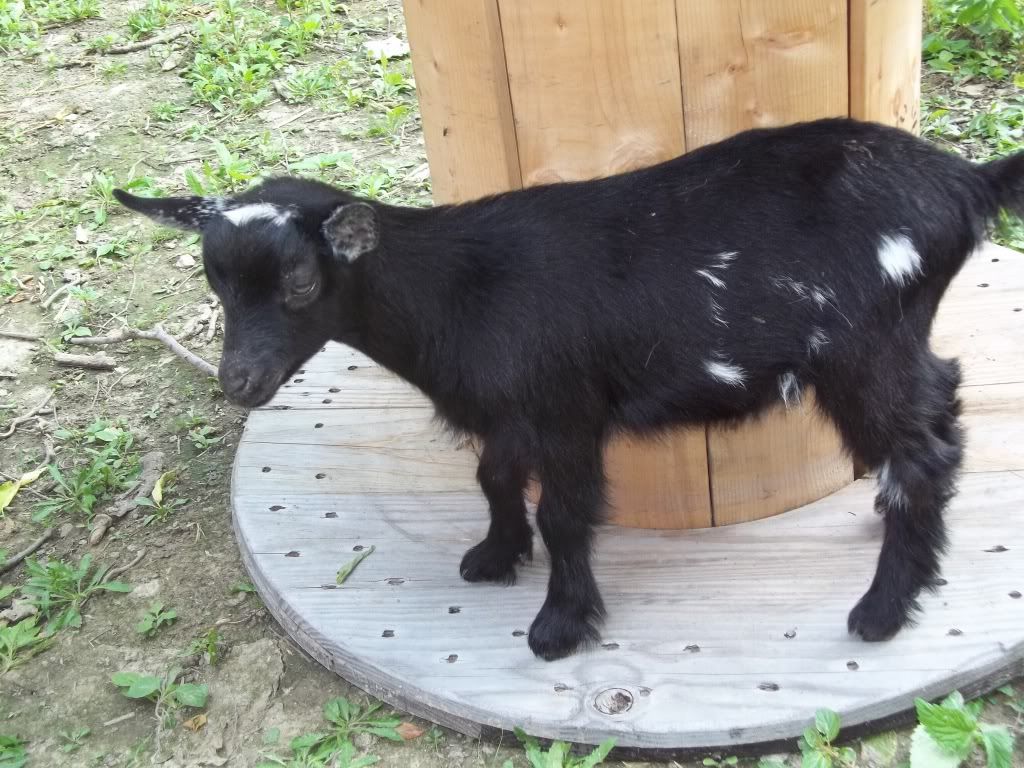 Finally pics of our first babies! - Goats