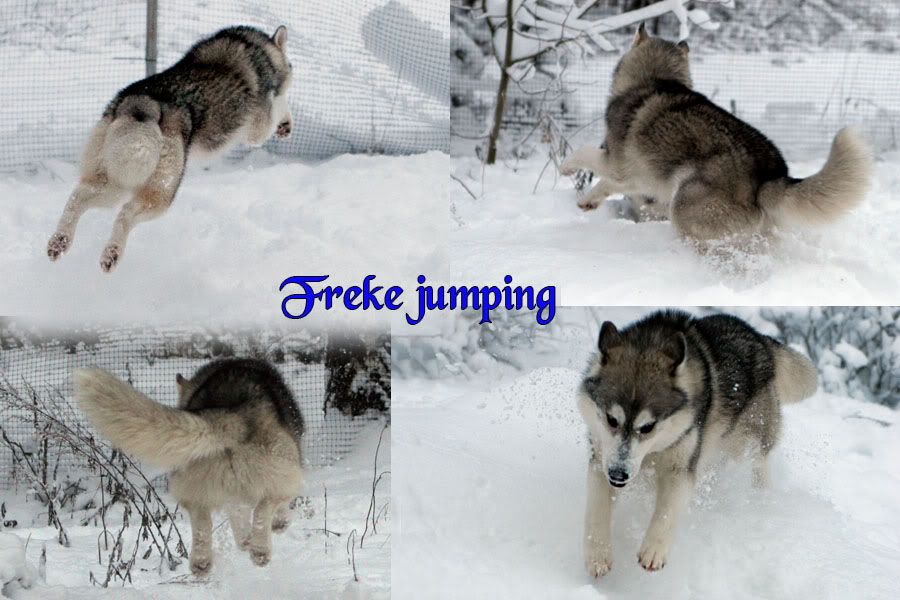 Freke_jumping.jpg