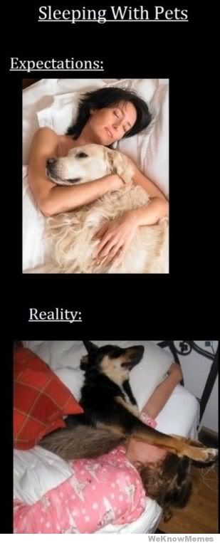 sleeping-with-pets-expectations-reality.jpg