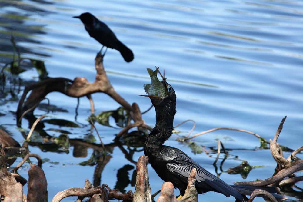 IMAGE: http://i1234.photobucket.com/albums/ff419/radio_engineer/AnhingaAndFish/Anhinga_1.jpg