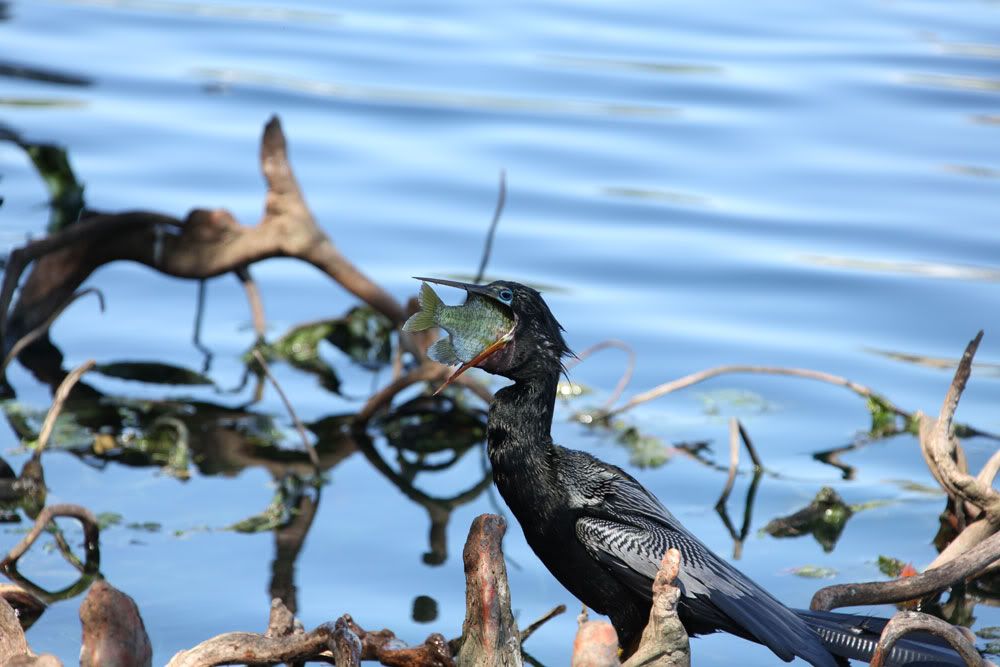 IMAGE: http://i1234.photobucket.com/albums/ff419/radio_engineer/AnhingaAndFish/Anhinga_2.jpg