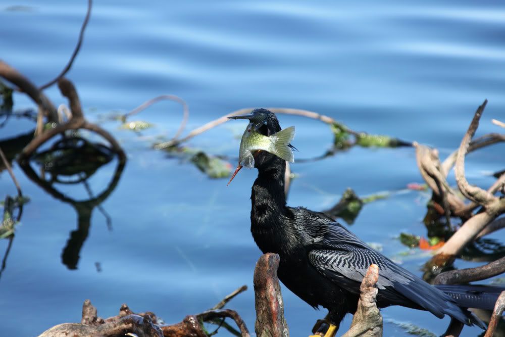 IMAGE: http://i1234.photobucket.com/albums/ff419/radio_engineer/AnhingaAndFish/Anhinga_3.jpg