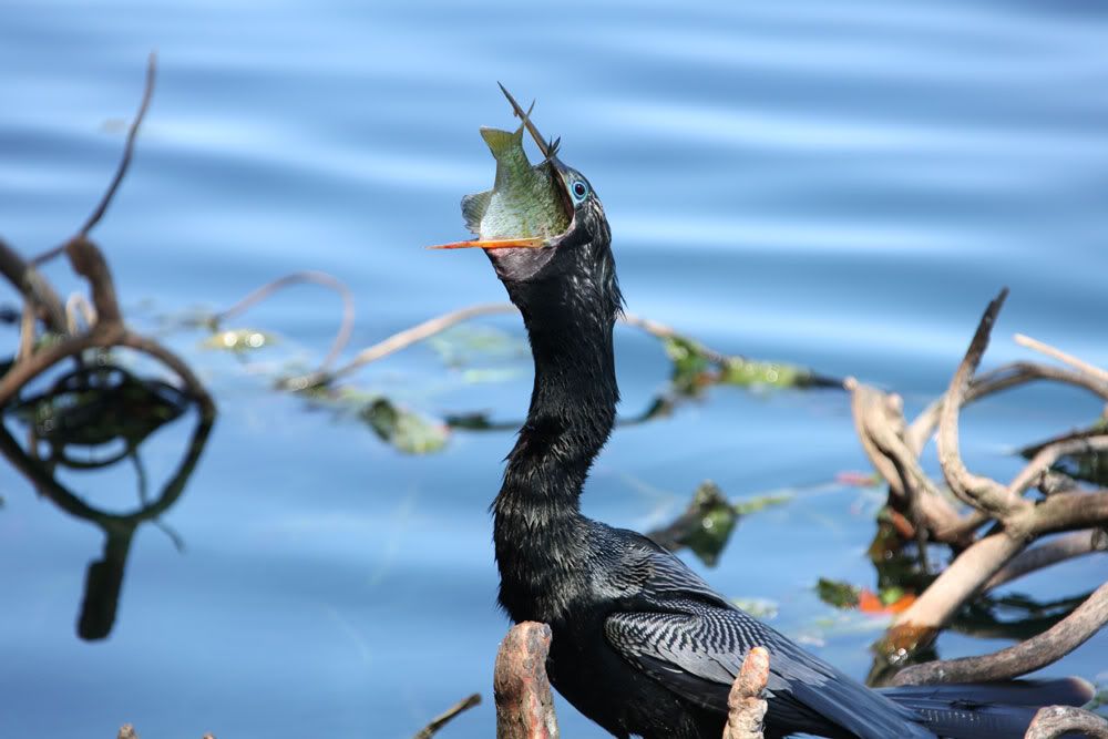 IMAGE: http://i1234.photobucket.com/albums/ff419/radio_engineer/AnhingaAndFish/Anhinga_4.jpg