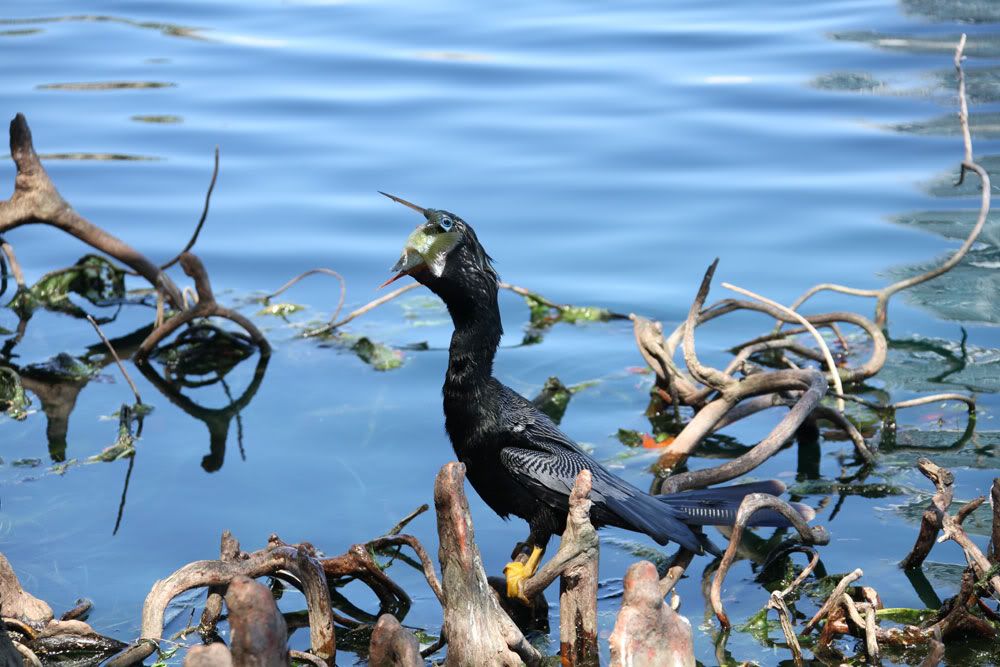 IMAGE: http://i1234.photobucket.com/albums/ff419/radio_engineer/AnhingaAndFish/Anhinga_5.jpg