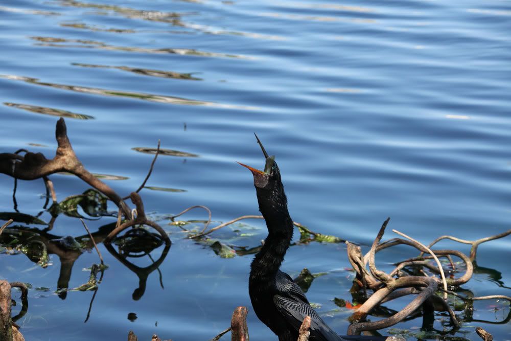 IMAGE: http://i1234.photobucket.com/albums/ff419/radio_engineer/AnhingaAndFish/Anhinga_6.jpg
