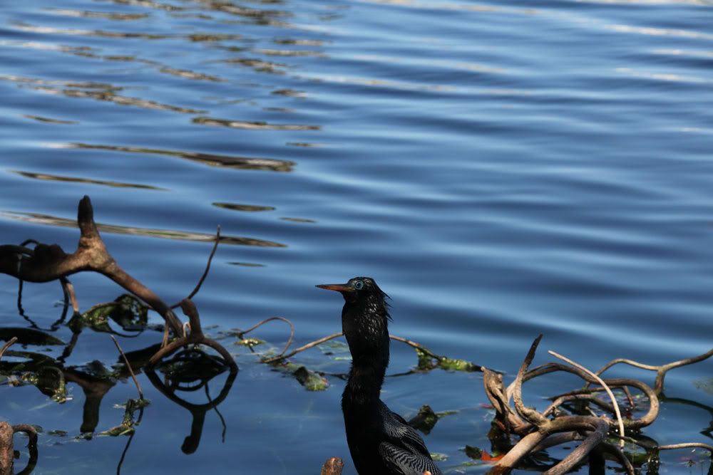 IMAGE: http://i1234.photobucket.com/albums/ff419/radio_engineer/AnhingaAndFish/Anhinga_7.jpg