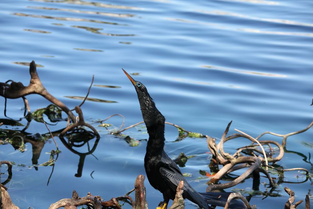 IMAGE: http://i1234.photobucket.com/albums/ff419/radio_engineer/AnhingaAndFish/Anhinga_8.jpg