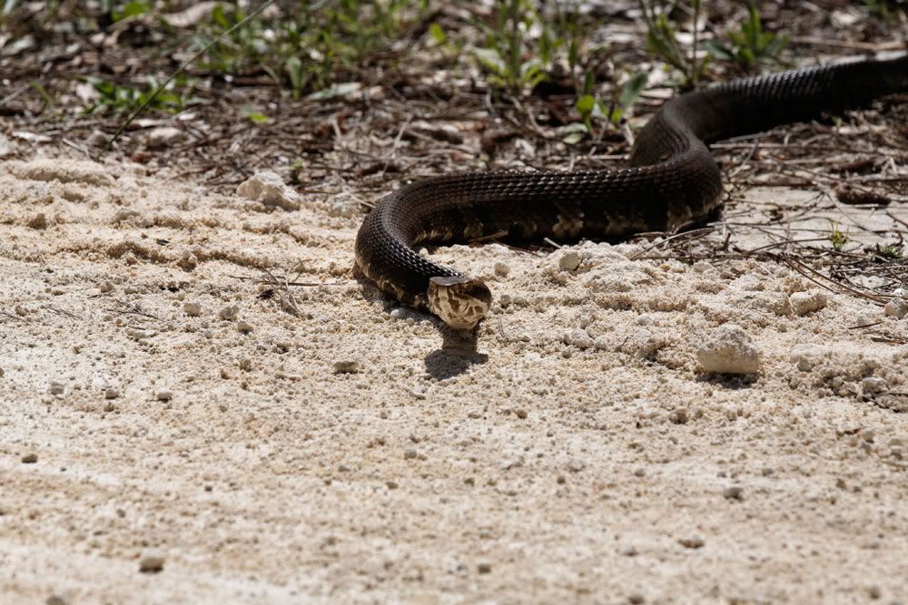 IMAGE: http://i1234.photobucket.com/albums/ff419/radio_engineer/Snake/Sanke2.jpg