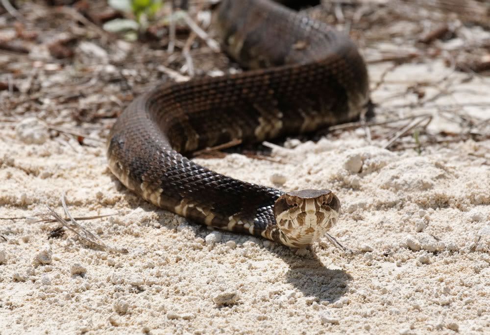 IMAGE: http://i1234.photobucket.com/albums/ff419/radio_engineer/Snake/Sanke3.jpg