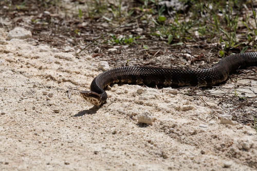 IMAGE: http://i1234.photobucket.com/albums/ff419/radio_engineer/Snake/Snake1.jpg