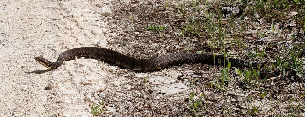 IMAGE: http://i1234.photobucket.com/albums/ff419/radio_engineer/Snake/Snake4.jpg