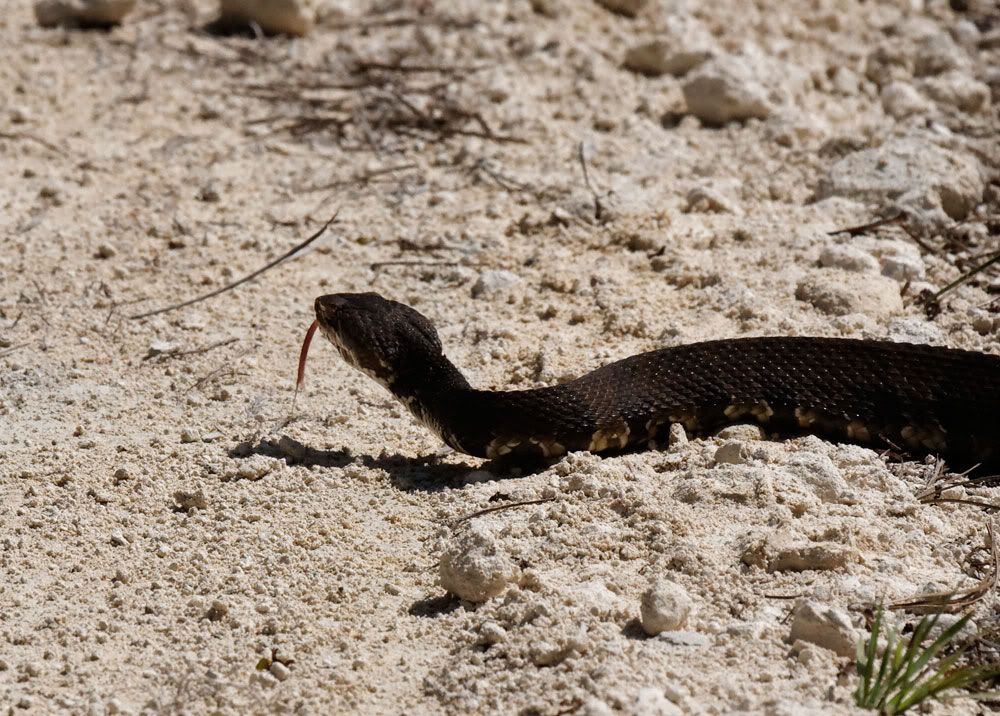 IMAGE: http://i1234.photobucket.com/albums/ff419/radio_engineer/Snake/Snake5.jpg