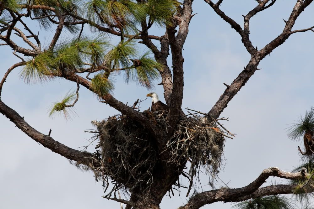 IMAGE: http://i1234.photobucket.com/albums/ff419/radio_engineer/eaglesnest/EaglesNest-03.jpg