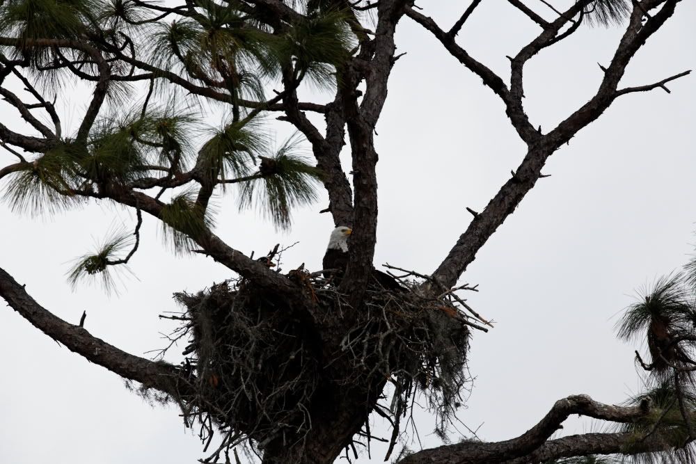 IMAGE: http://i1234.photobucket.com/albums/ff419/radio_engineer/eaglesnest/EaglesNest-07.jpg