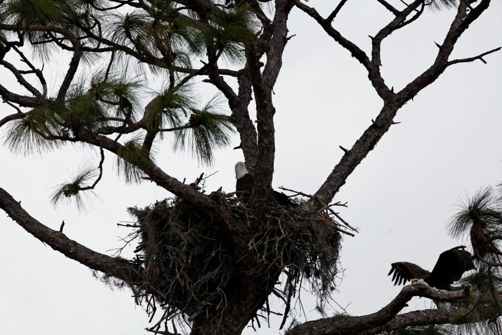 IMAGE: http://i1234.photobucket.com/albums/ff419/radio_engineer/eaglesnest/EaglesNest-08.jpg