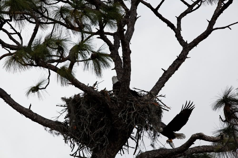 IMAGE: http://i1234.photobucket.com/albums/ff419/radio_engineer/eaglesnest/EaglesNest-09.jpg