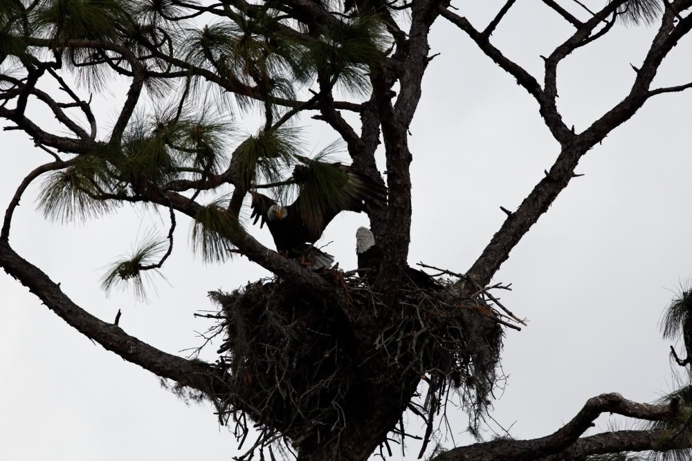 IMAGE: http://i1234.photobucket.com/albums/ff419/radio_engineer/eaglesnest/EaglesNest-11.jpg