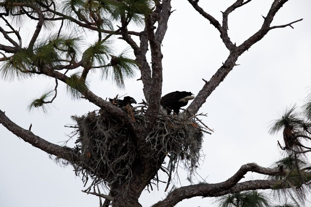 IMAGE: http://i1234.photobucket.com/albums/ff419/radio_engineer/eaglesnest/EaglesNest-13.jpg