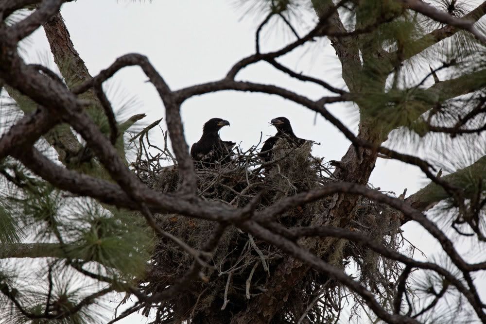 IMAGE: http://i1234.photobucket.com/albums/ff419/radio_engineer/eaglesnest/EaglesNest-14.jpg