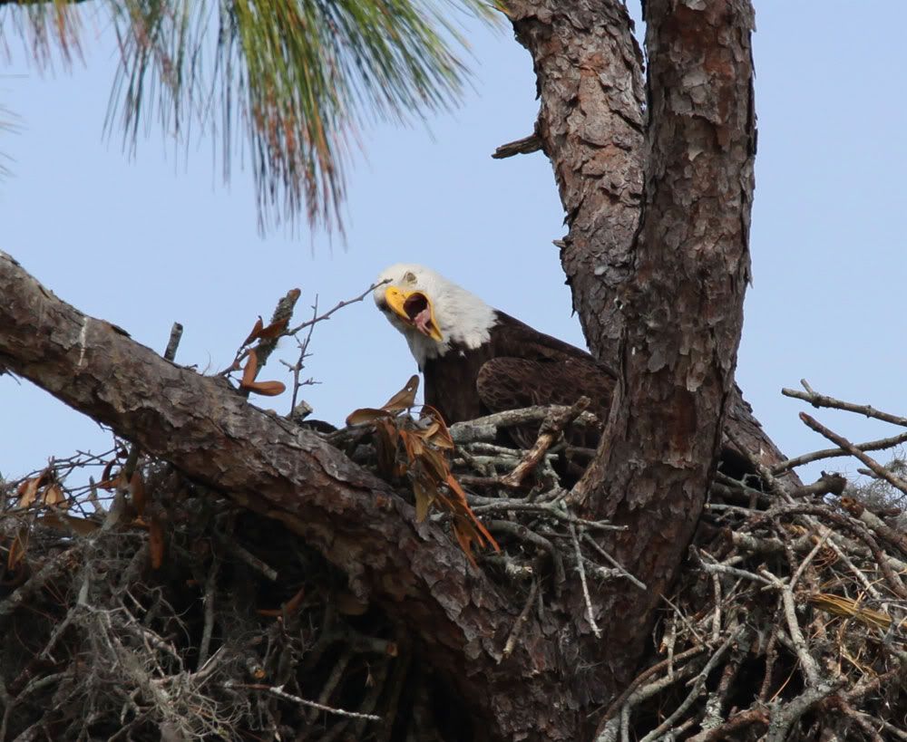 IMAGE: http://i1234.photobucket.com/albums/ff419/radio_engineer/eaglesnest/EaglesNest-15.jpg