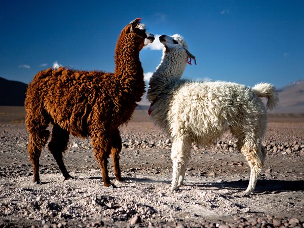 love-llamas-bolivia.jpg