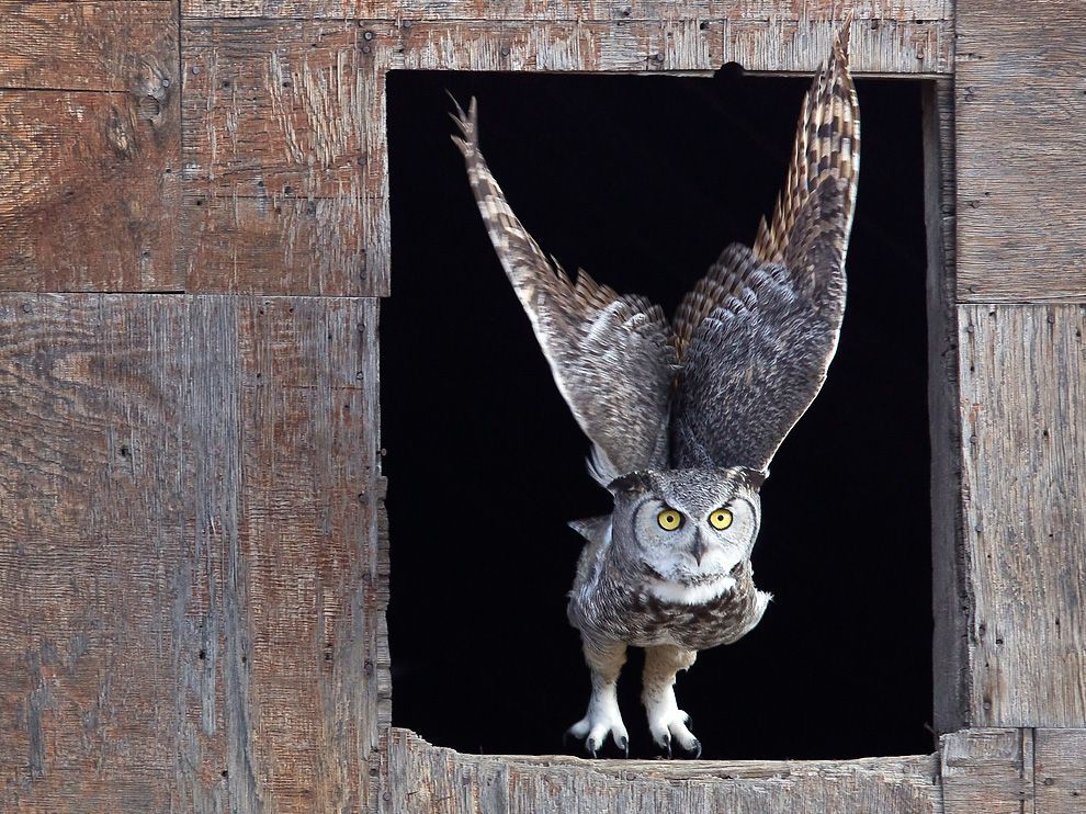 windows-horned-owl.jpg