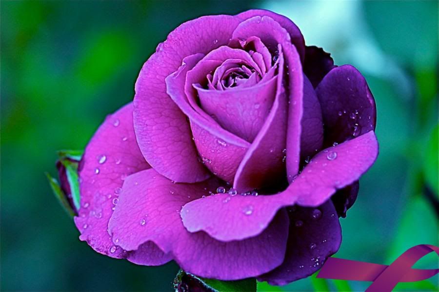 Purple-flower-rose Pictures, Images and Photos