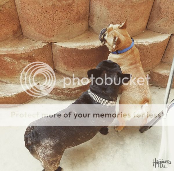  photo Happinessis_Tree-Natural-Cafe-and-Yoga-Studio_06_zpsotzhv8nu.jpg