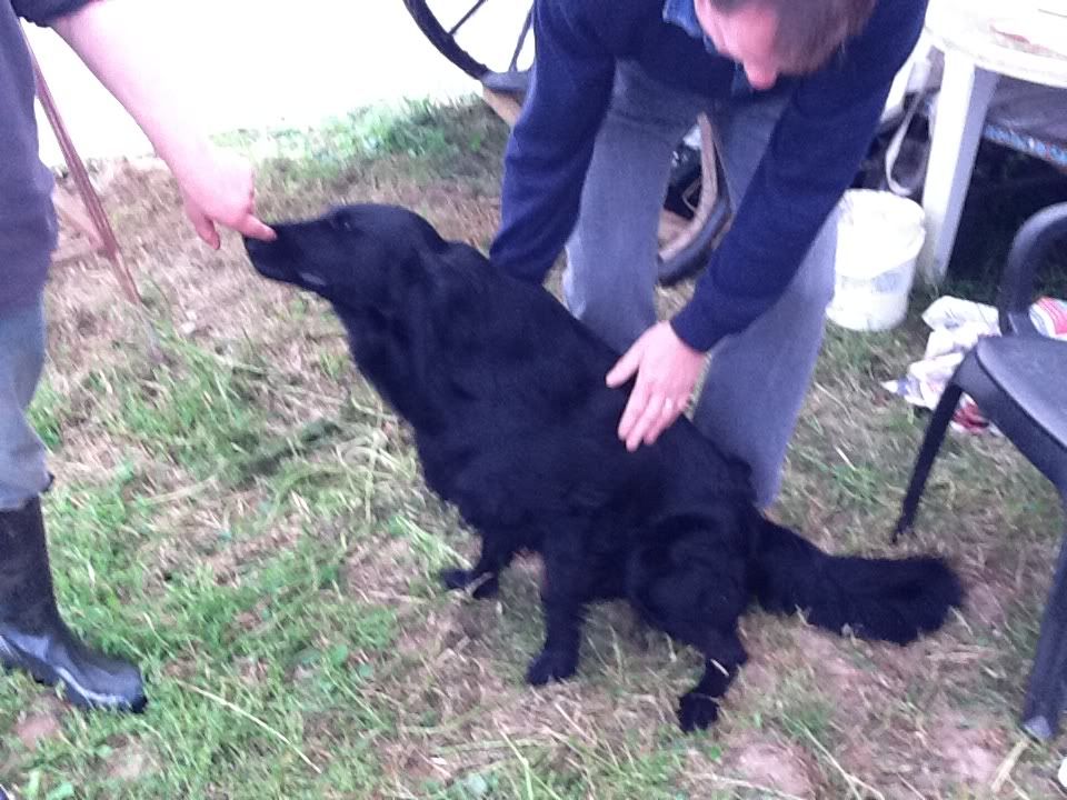 My beautiful Floodle (flat coat retriever poodle) | Flat My beautiful Floodle (flat coat retriever poodle) | Flat