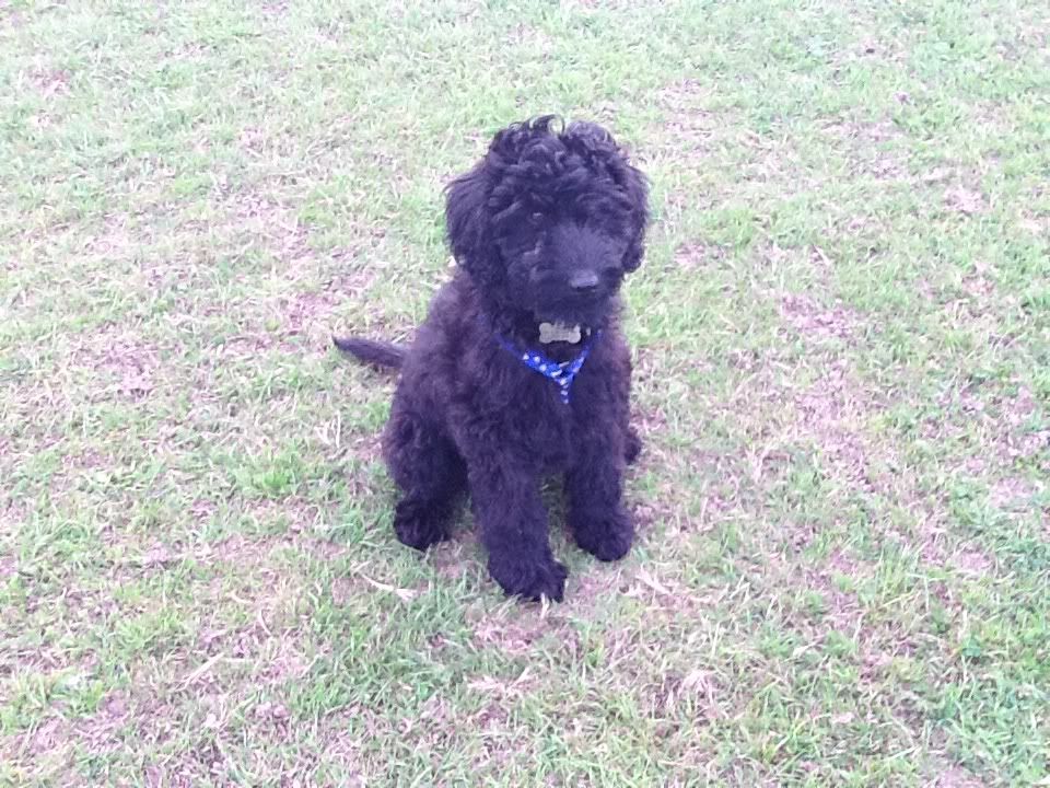 My beautiful Floodle (flat coat retriever poodle) | Flat My beautiful Floodle (flat coat retriever poodle) | Flat